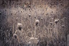 IMG_8093