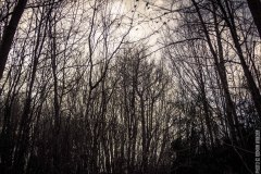 IMG_8977
