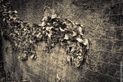 IMG_8995